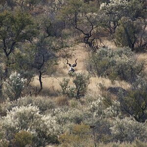 Kudu bull