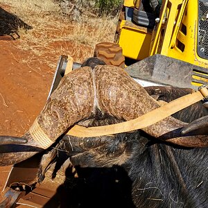 Hunt Cape Buffalo in South Africa