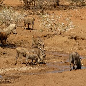 Warthogs South Africa