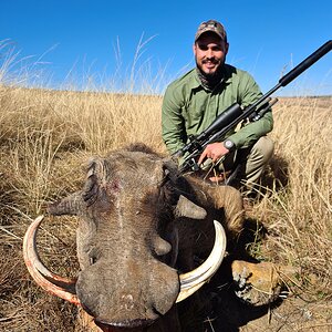 Hunt Warthog in South Africa