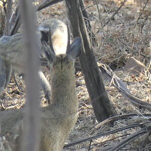 Klipspringer