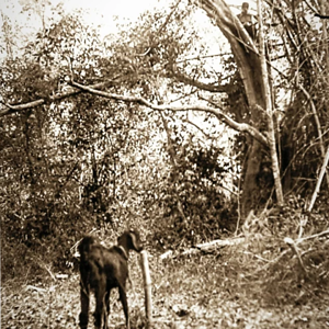 Live Goat Bait Bangladesh