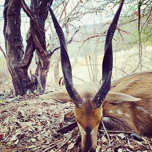 Zambia Hunt Bushbuck