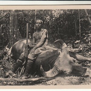 Hunt Gaur in India