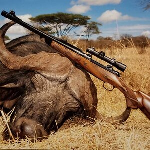 Hunt Cape Buffalo