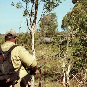 Asiatic Water Buffalo Hunting Northern Territory Australia