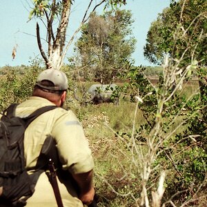 Northern Territory Australia Hunt Asiatic Water Buffalo