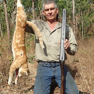 Hunting Feral Cat in Australia