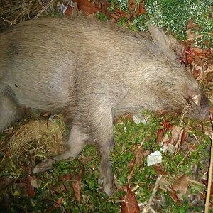 Bangladesh Hunting Wild Boar