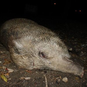 Hunt Wild Boar in Bangladesh