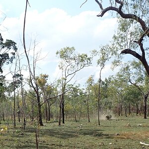 Asiatic Water Buffalo Bulls Australia