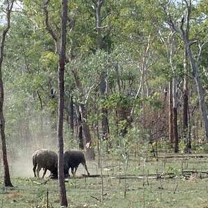 Asiatic Water Buffalo Bulls Australia