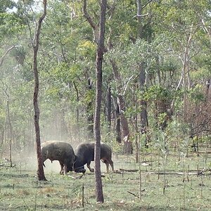 Asiatic Water Buffalo Bulls Australia