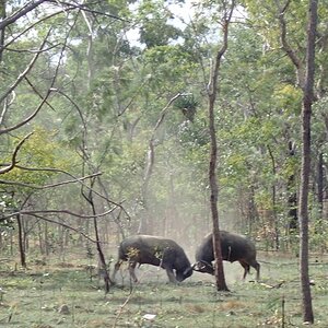 Asiatic Water Buffalo Bulls Australia