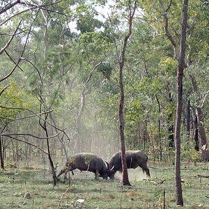 Asiatic Water Buffalo Bulls Australia