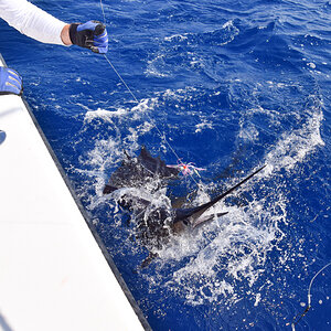 Fishing Sailfish in Texas USA