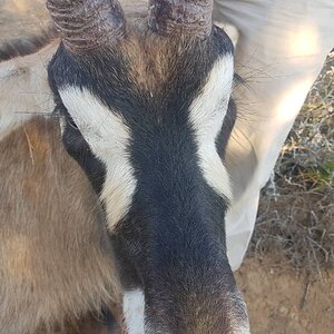 Roan Hunting South Africa