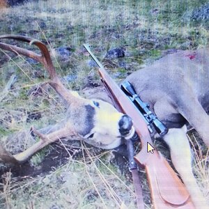 Hunting Mule Deer in USA