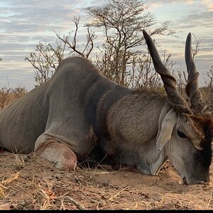 Hunting Eland in Namibia