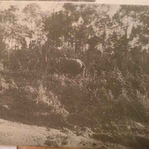 A rogue Asiatic Elephant Bangladesh