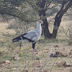 Secretarybird South Africa