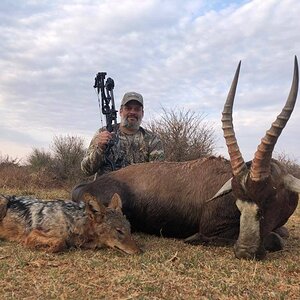 South Africa Bow Hunt Jackal & Blesbok