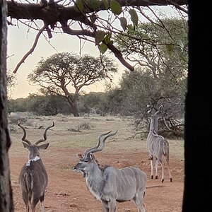 View of Kudu from Bow Hide