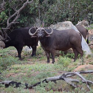 Cape Buffalo sighting South Africa