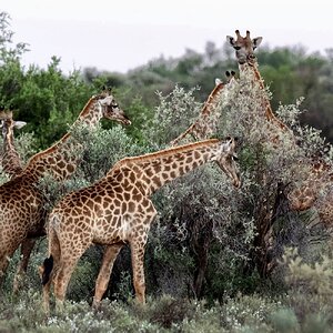 Giraffe South Africa