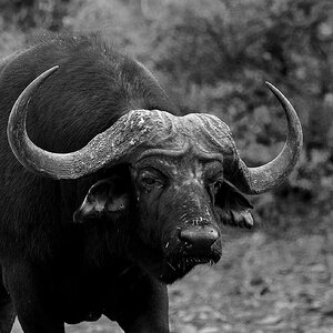 Cape Buffalo South Africa