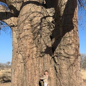 Baobab Tree South Africa