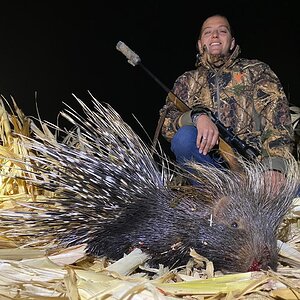 South Africa Hunting African Porcupine