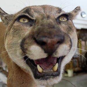 Mountain Lion Special