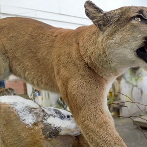 Mountain Lion Special