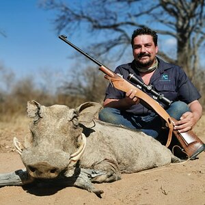 Hunting Warthog in South Africa