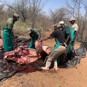 Namibia Hunting Giraffe