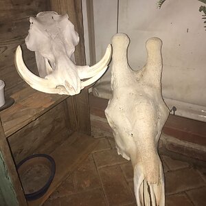 Warthog & Giraffe Bleached Skull