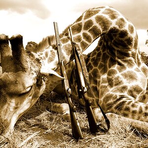 Giraffe Hunting South Africa