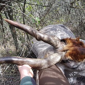 Hunt Eland in South Africa