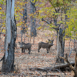 Warthog Zambia