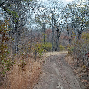 Zambia Hunt