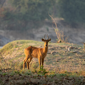 Puku Zambia