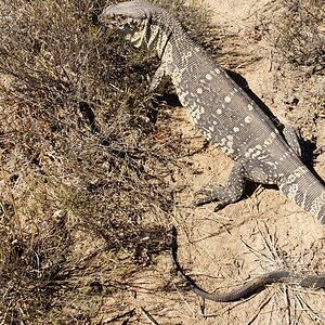 Rock Monitor Eastern Cape South Africa