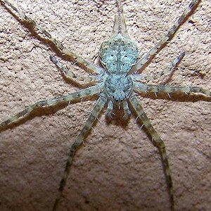 Long-spinnered Bark Spider South Africa