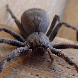 African Rain Spider South Africa