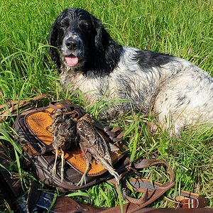 Russia Hunt Woodcock