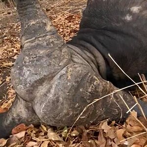 Hunt Cape Buffalo in Zambia