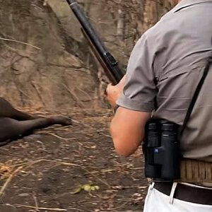 Cape Buffalo Hunt  Zambia