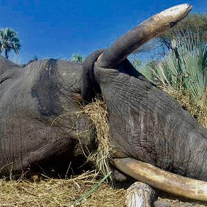 Elephant Hunting Namibia