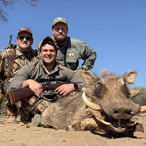 Warthog Hunting South Africa